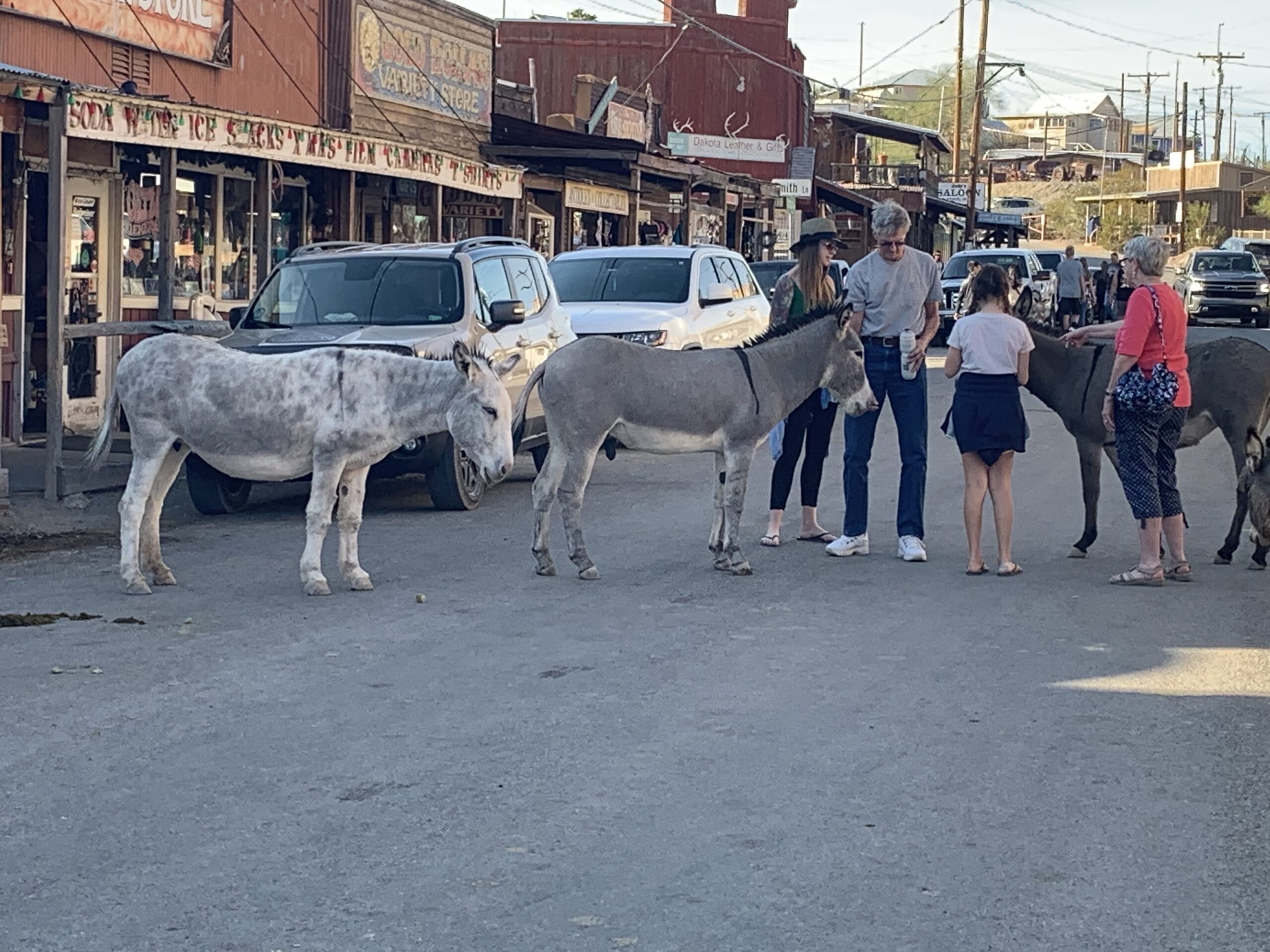 Donkeys in Oatman