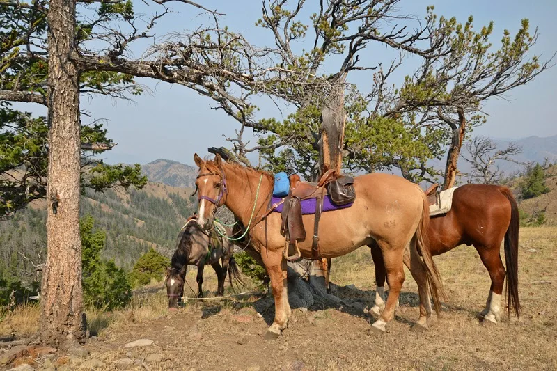 horses at the ranch